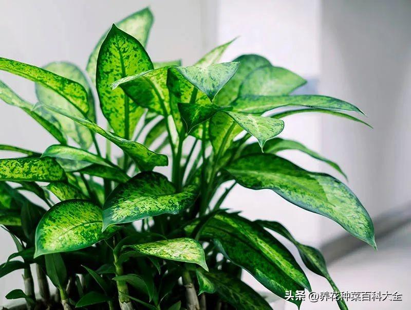 辦公室盆栽綠植_辦公室最好養(yǎng)的盆栽植物_辦公室盆栽養(yǎng)什么綠植比較好