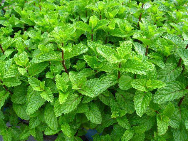 臥室床頭能放綠蘿嗎_臥室床頭可以放綠植嗎_臥室床頭能放植物嗎