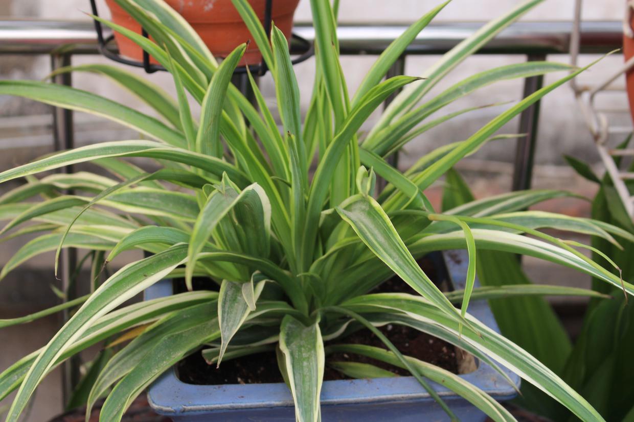 臥室床頭能放綠蘿嗎_臥室床頭能放植物嗎_臥室床頭可以放綠植嗎