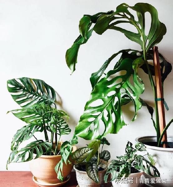 6種健康花，適合室內(nèi)養(yǎng)，能凈化空氣，寓意好，高檔大氣很舒心