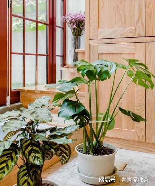 合適室內(nèi)養(yǎng)花有哪些_室內(nèi)養(yǎng)什么花合適_合適室內(nèi)養(yǎng)花的植物