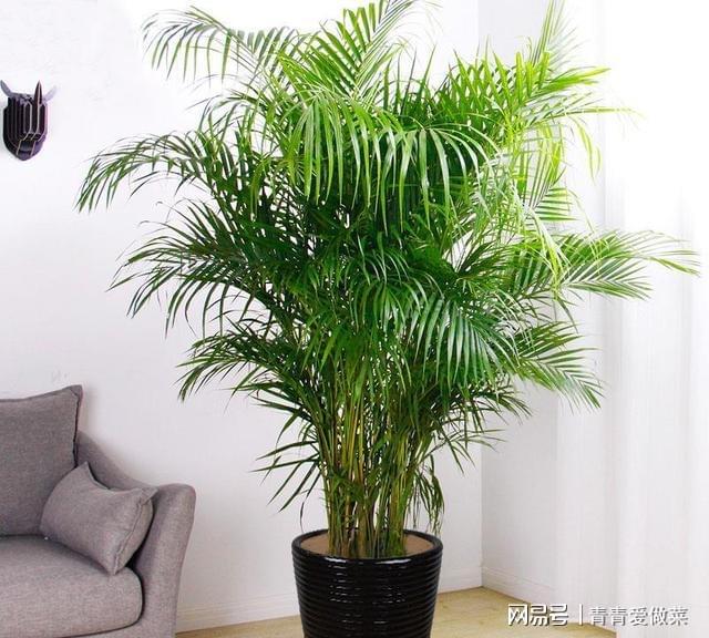 室內(nèi)養(yǎng)什么花合適_合適室內(nèi)養(yǎng)花的植物_合適室內(nèi)養(yǎng)花有哪些