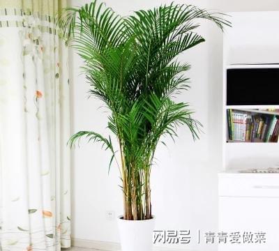 合適室內(nèi)養(yǎng)花的植物_室內(nèi)養(yǎng)什么花合適_合適室內(nèi)養(yǎng)花有哪些