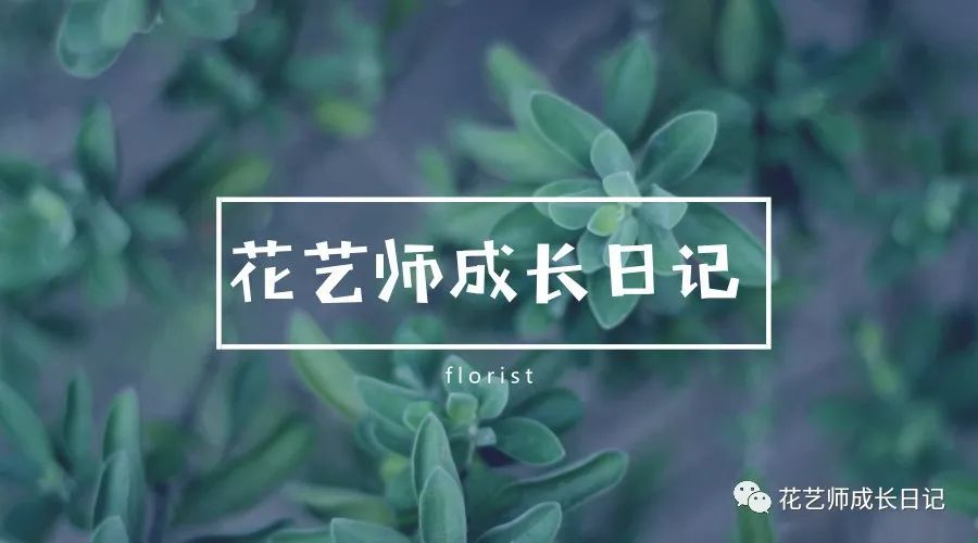 多肉植物園 | 關(guān)于養(yǎng)多肉，都有哪些不為人知的小技巧