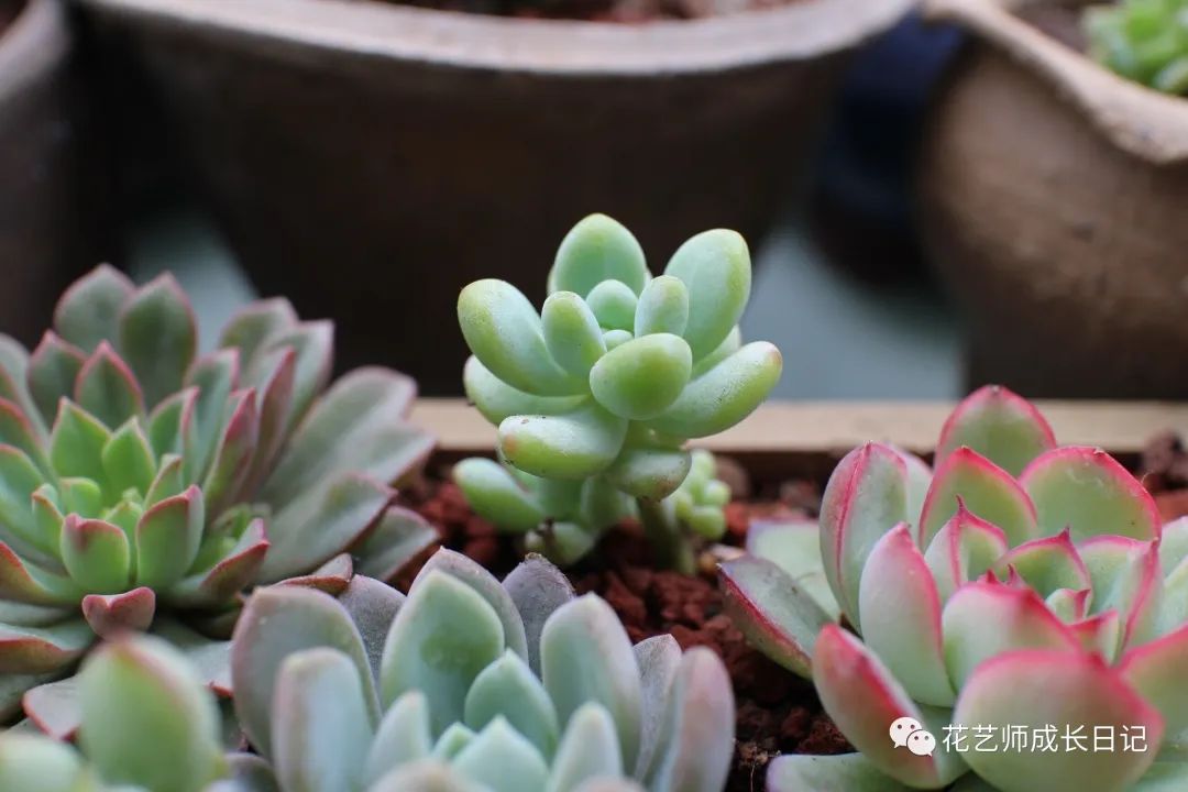 多肉剪花劍是從根剪嗎_多肉花劍剪了又長(zhǎng)_多肉剪下來(lái)的花劍怎么繁殖