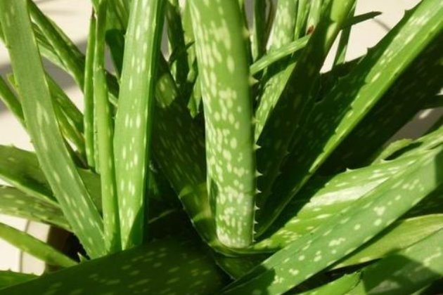 蘆薈冬天可以放室外嗎？蘆薈冬天會凍死嗎？