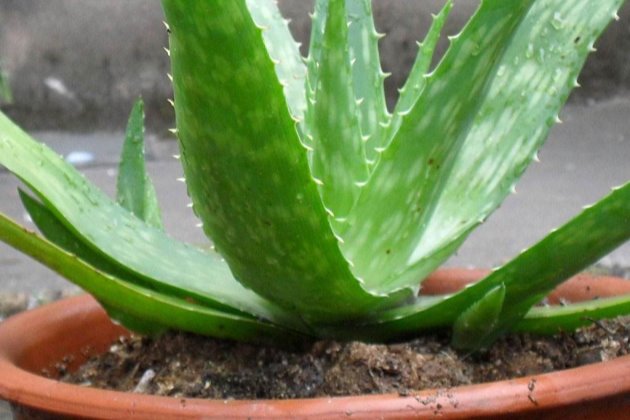 北方室外過冬花卉_花卉室外北方冬養(yǎng)天天澆水嗎_冬天北方室外養(yǎng)的花卉