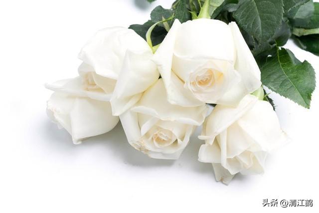 送戀人的花_送戀人花束賀卡怎么寫_送戀人花束賀卡