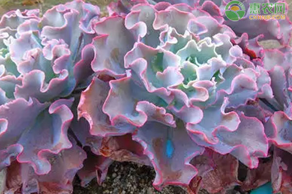 50種公認(rèn)好養(yǎng)的多肉