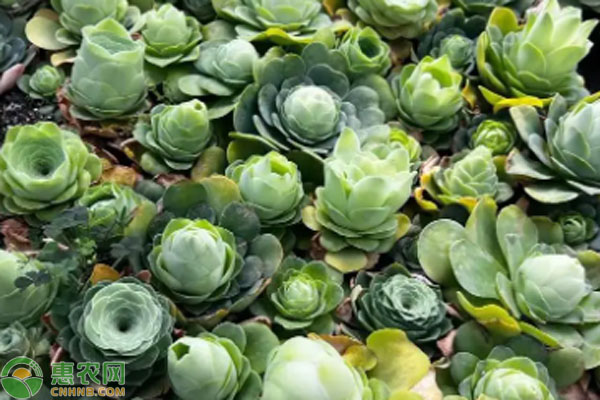 品種植物多肉介紹怎么寫_多肉植物品種介紹_植物多肉的品種