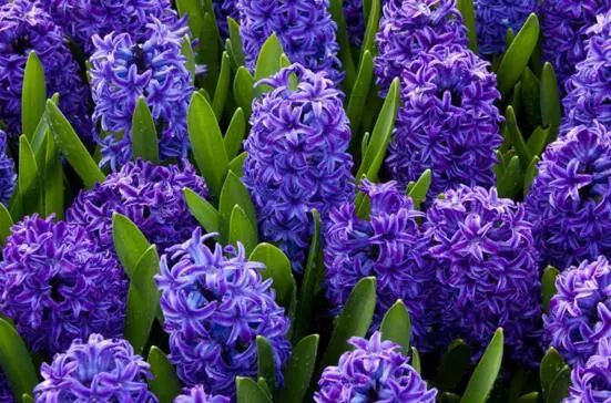 花卉大全藍(lán)色花名有哪些_藍(lán)色的花名稱大全_藍(lán)色花卉大全花名