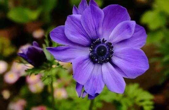 花卉大全藍(lán)色花名有哪些_藍(lán)色的花名稱大全_藍(lán)色花卉大全花名