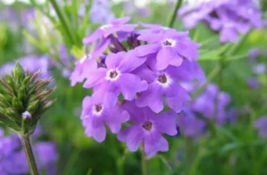 花卉大全藍(lán)色花名有哪些_藍(lán)色的花名稱大全_藍(lán)色花卉大全花名