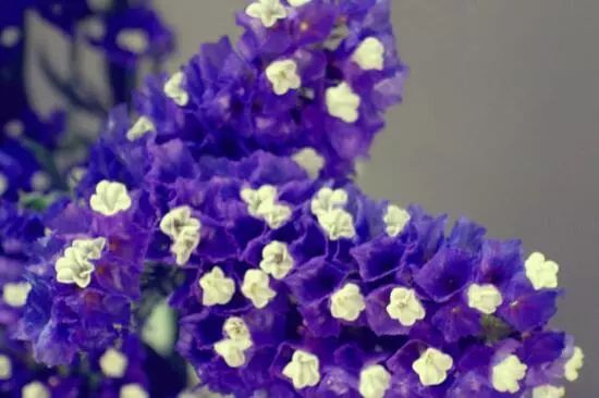 藍(lán)色的花名稱大全_藍(lán)色花卉大全花名_花卉大全藍(lán)色花名有哪些