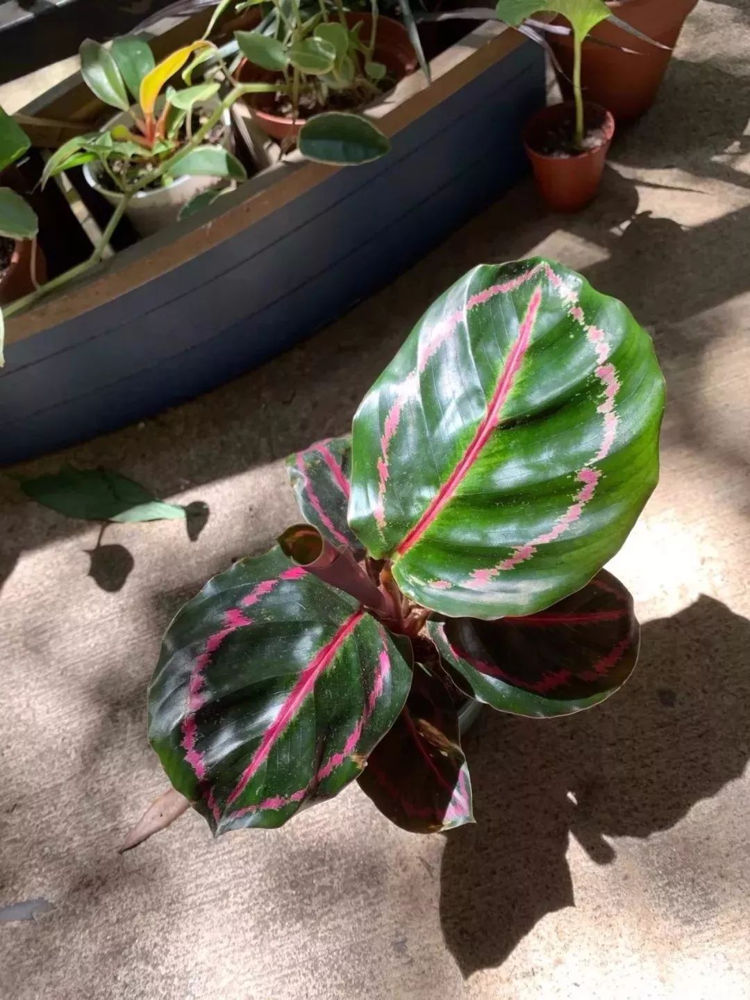 家庭養(yǎng)大型的綠植物好_家里養(yǎng)大型綠植好嗎_適合家里養(yǎng)的大型綠植有哪些