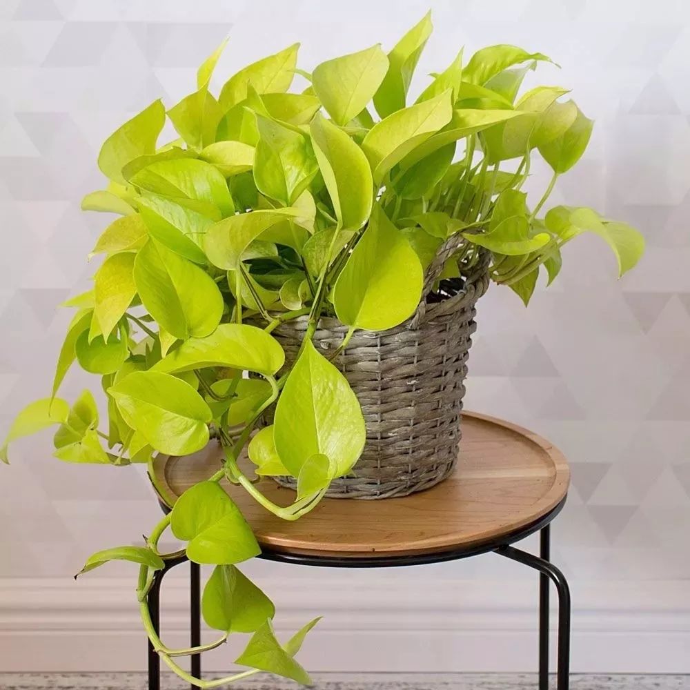 家庭養(yǎng)大型的綠植物好_家里養(yǎng)大型綠植好嗎_適合家里養(yǎng)的大型綠植有哪些