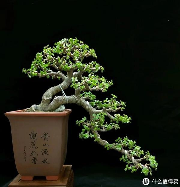 什么植物適合養(yǎng)在客廳？選這5種，不僅雅致還高檔大氣