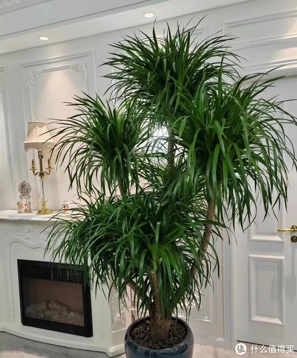 客廳適合養(yǎng)植物好風(fēng)水_家里客廳適合養(yǎng)什么植物_客廳養(yǎng)植物適合家里放什么