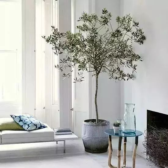 香味綠植一抹香_香味綠植排行_香味綠植