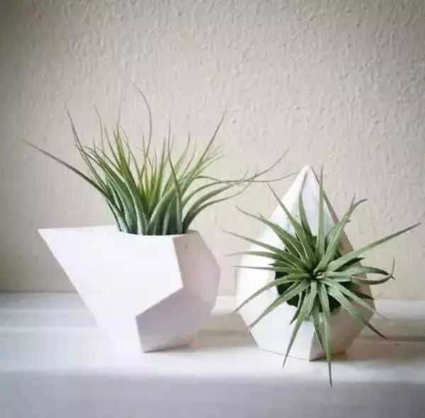 香味綠植_香味綠植排行_香味綠植一抹香