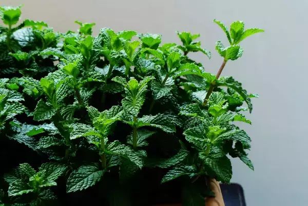 香味綠植_香味綠植一抹香_香味綠植排行