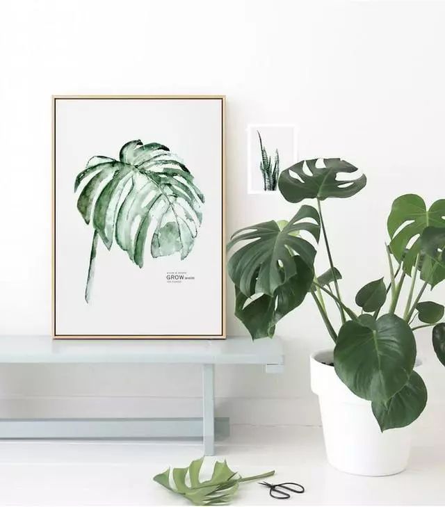 玄關(guān)鞋柜上放什么綠植好_玄關(guān)鞋柜放什么植物好_玄關(guān)鞋柜擺什么花