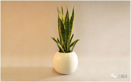 送花給同學_送同學的花_送花給同學的祝福語