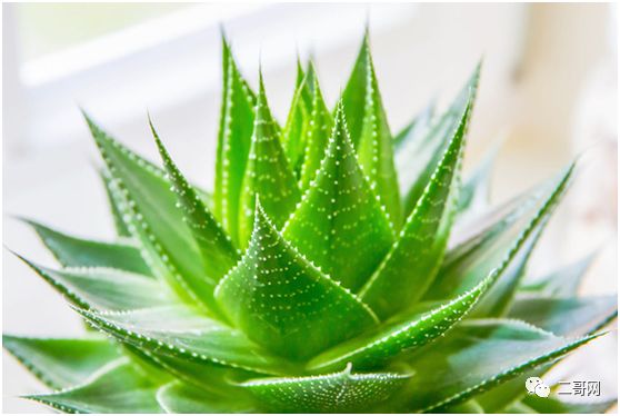 送花給同學_送同學的花_送花給同學的祝福語