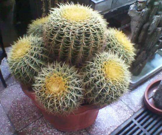 什么花適合在家里養(yǎng)_在家養(yǎng)適合花里放什么_最適合養(yǎng)在家里的花都是什么