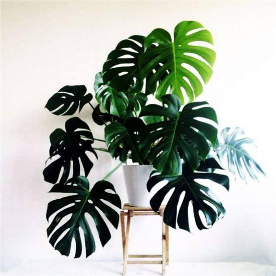 客廳綠植適合放家里嗎_客廳適合擺放綠植_家里客廳適合放什么綠植