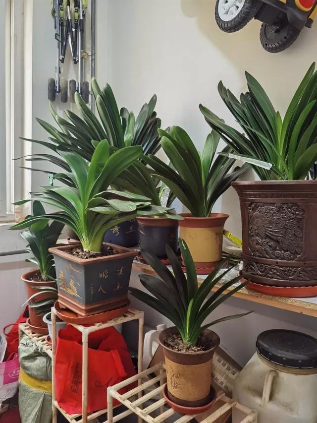 家里客廳適合放什么綠植_客廳綠植適合放家里嗎_客廳適合擺放綠植