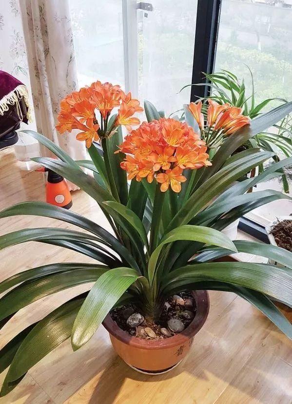 家里客廳適合放什么綠植_客廳適合擺放綠植_客廳綠植適合放家里嗎