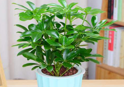 書房養(yǎng)適合花草嗎_書房適合養(yǎng)的花_適合書房養(yǎng)的花