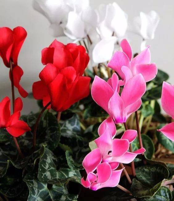 冬養(yǎng)綠植天可以淋雨嗎_冬天可養(yǎng)的綠植_冬養(yǎng)綠植天可以澆水嗎