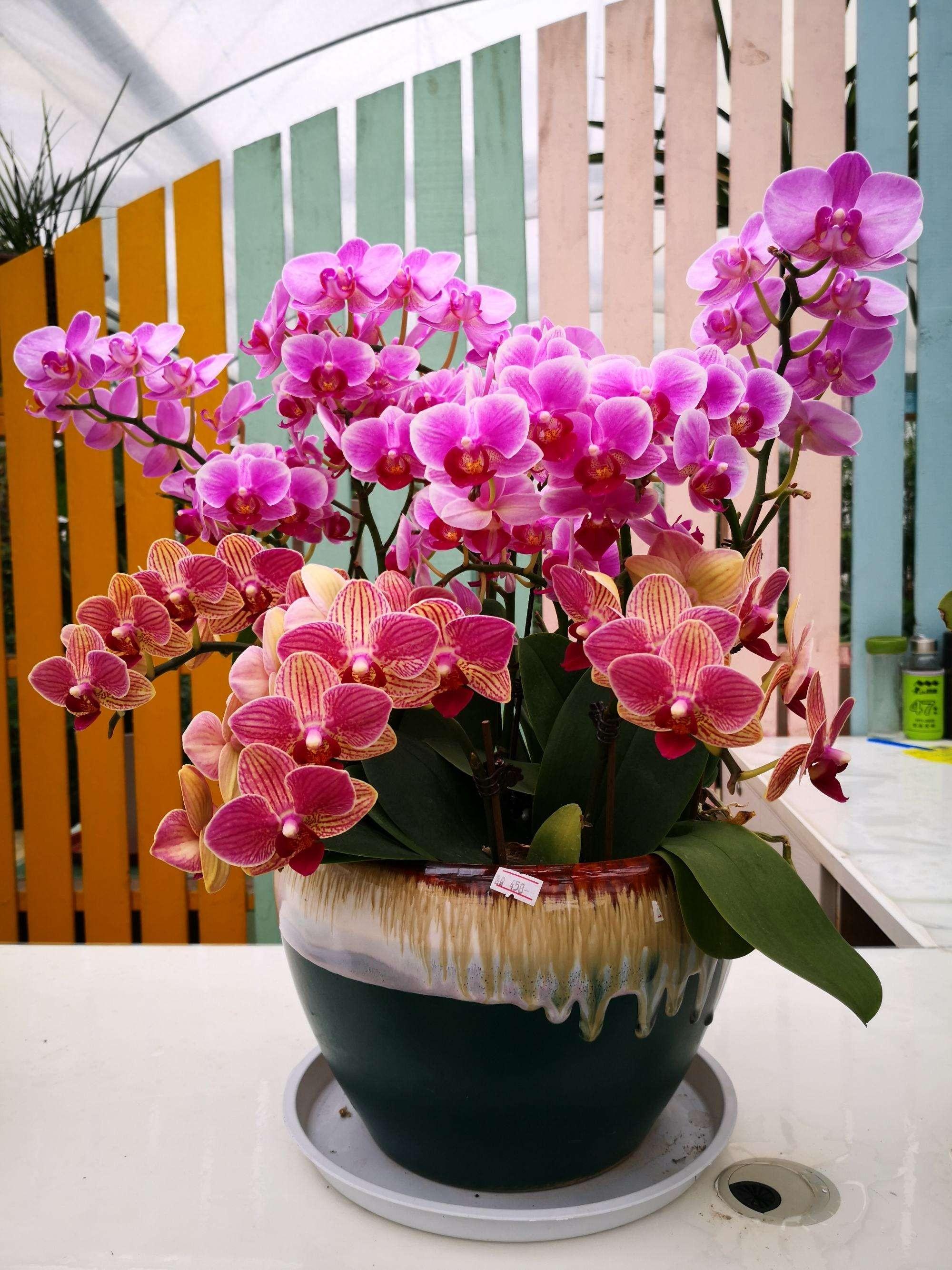 養(yǎng)室外室內(nèi)蝴蝶蘭好不好_蝴蝶蘭室內(nèi)養(yǎng)還是室外養(yǎng)_養(yǎng)室外室內(nèi)蝴蝶蘭好嗎