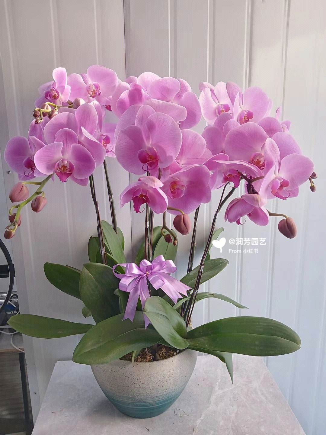 養(yǎng)室外室內(nèi)蝴蝶蘭好嗎_養(yǎng)室外室內(nèi)蝴蝶蘭好不好_蝴蝶蘭室內(nèi)養(yǎng)還是室外養(yǎng)