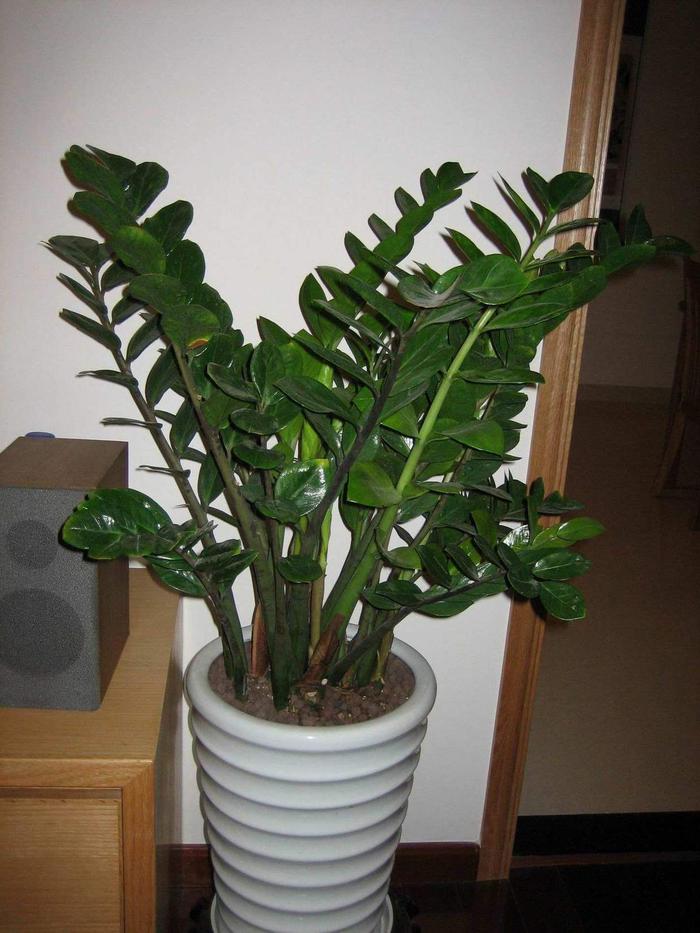 送花喬遷的話_喬遷送花的祝福語_喬遷之喜送花的寓意