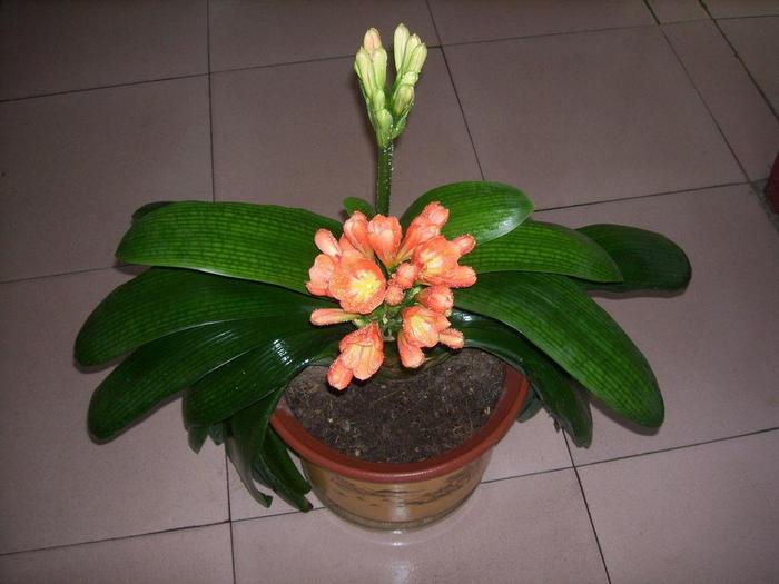 送花喬遷的話_喬遷送花的祝福語_喬遷之喜送花的寓意