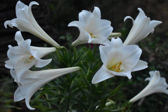 喬遷之喜送花的寓意_送花喬遷的話_喬遷送花的祝福語