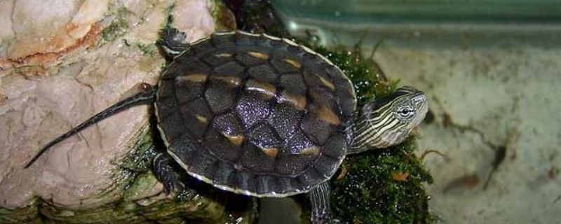 花龜冬天怎么養(yǎng)_養(yǎng)龜冬天_龜冬季管理