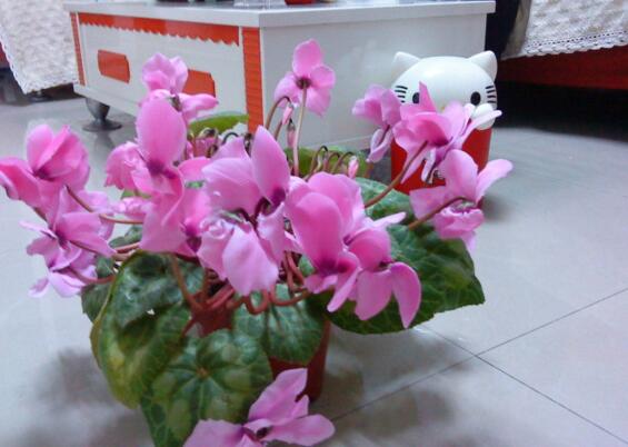 家中養(yǎng)綠植適合養(yǎng)什么花_適合家中養(yǎng)的綠植_家里養(yǎng)綠植養(yǎng)什么好