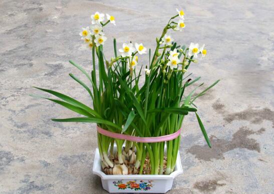 家里養(yǎng)綠植養(yǎng)什么好_家中養(yǎng)綠植適合養(yǎng)什么花_適合家中養(yǎng)的綠植