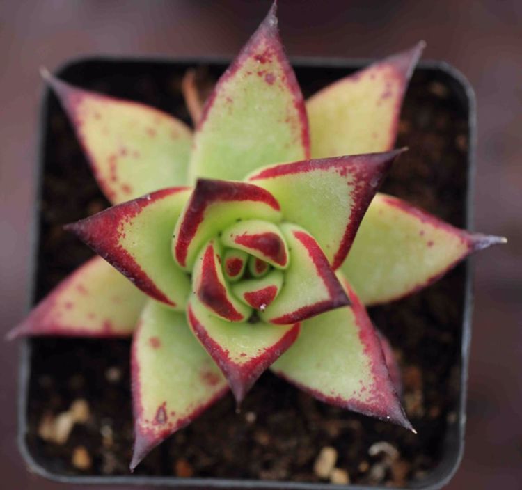 多肉烏木怎么養(yǎng)_多肉烏木好不好養(yǎng)_多肉烏木越養(yǎng)越瘦