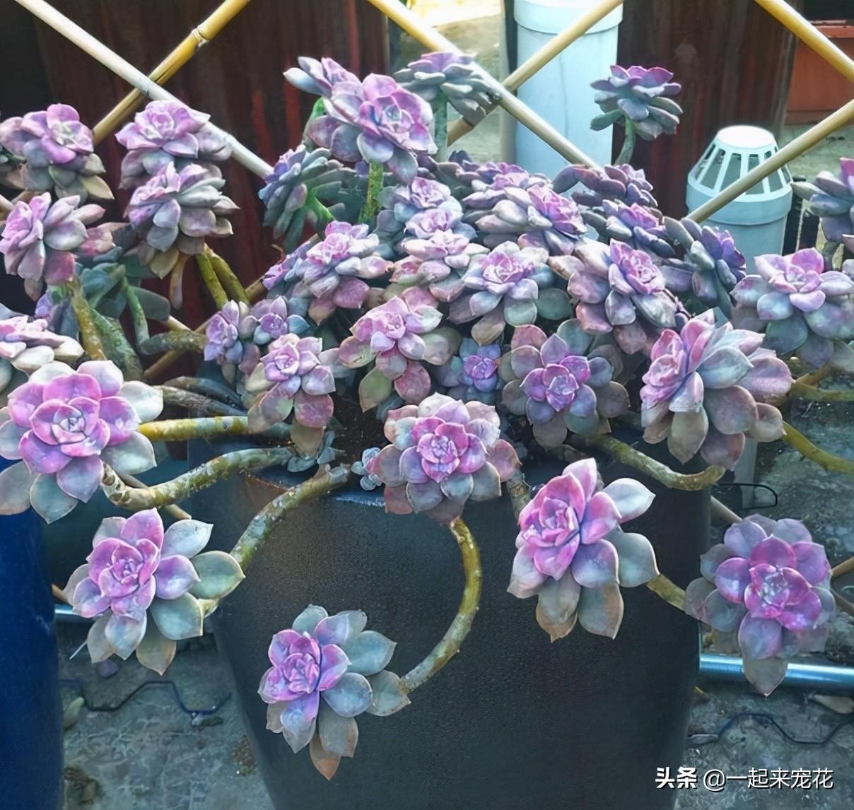 戀曲多肉好養(yǎng)嗎_菲歐娜多肉好養(yǎng)嗎_海琳娜多肉好養(yǎng)嗎