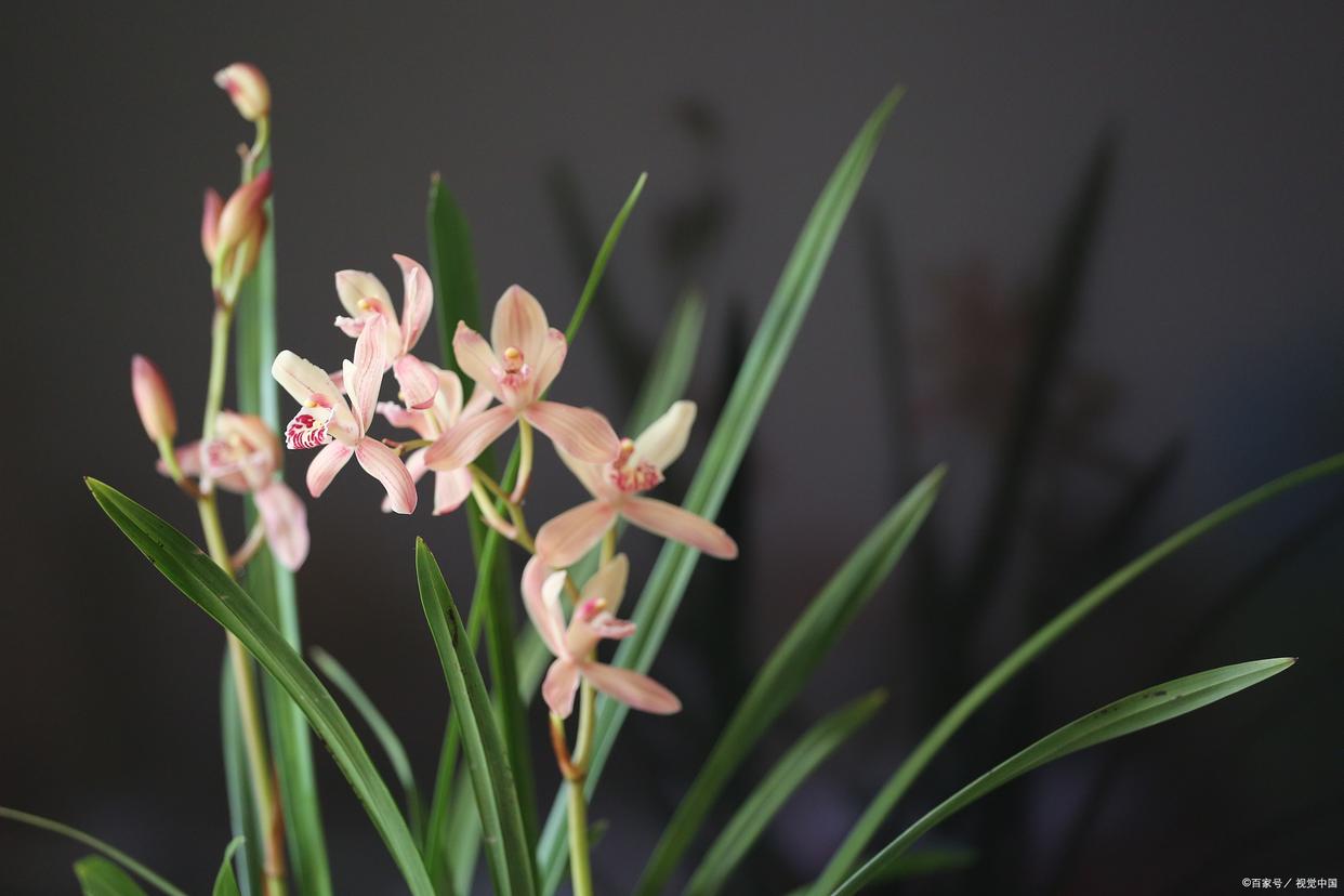 哪種花耐陰_比較耐陰的花卉有哪些_花卉耐陰植物