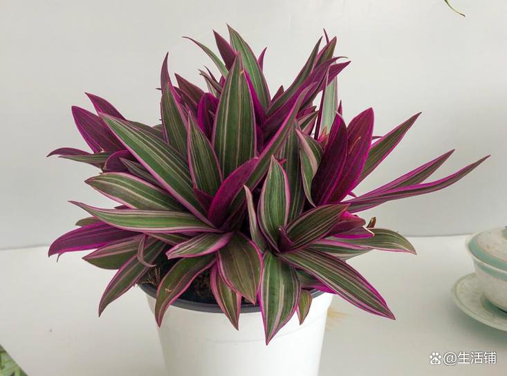 比較耐陰的花卉有哪些_花卉耐陰植物_哪種花耐陰