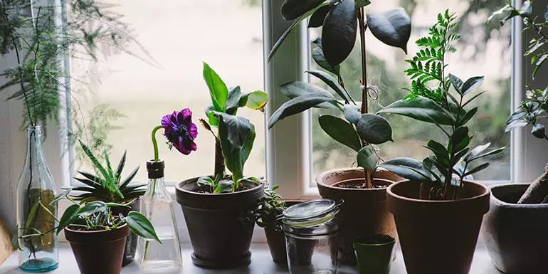 家里灰塵多養(yǎng)什么植物在室內(nèi)_灰塵室內(nèi)養(yǎng)植物家里好嗎_室內(nèi)灰塵多養(yǎng)什么植物