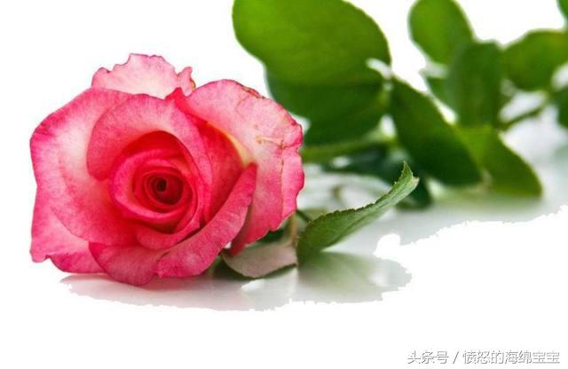 送鮮花久養(yǎng)比較時(shí)間長(zhǎng)怎么辦_別人送的鮮花怎么養(yǎng)時(shí)間比較久_送鮮花有時(shí)間要求嗎