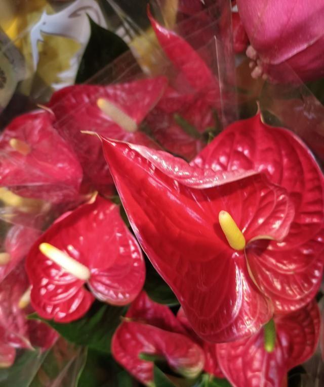 家里養(yǎng)什么花對(duì)身體好_養(yǎng)好身體是什么意思_養(yǎng)花養(yǎng)生