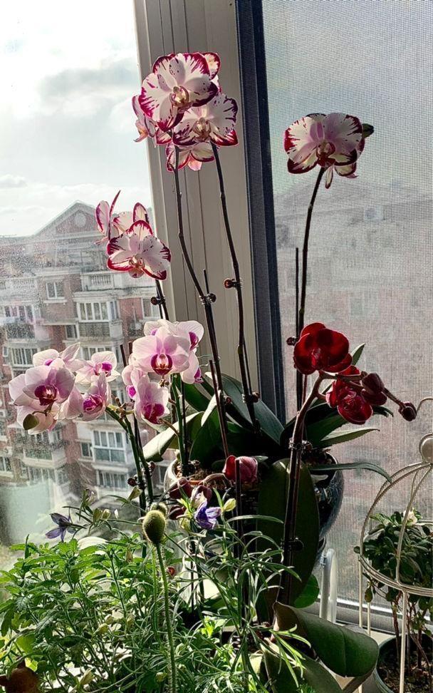 養(yǎng)花養(yǎng)生_家里養(yǎng)什么花對(duì)身體好_養(yǎng)好身體是什么意思